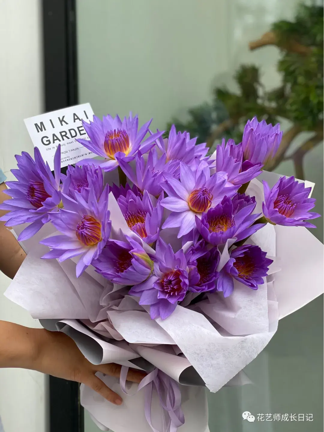 photo by 小红书@米开の花园 天津今天,那夏要给大家分享一波睡莲花束