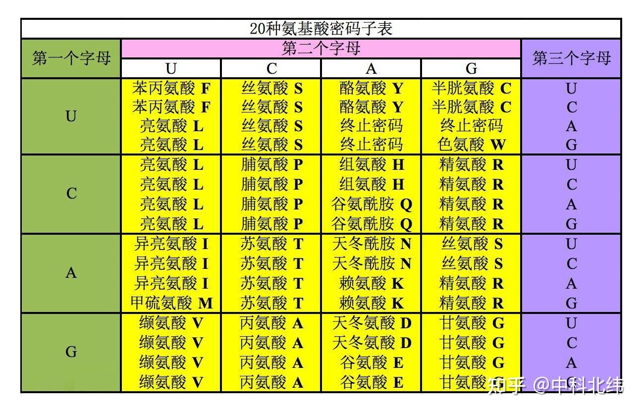 氨基酸中文对照表在正向dna序列中,从第一个起始密码子开始到最后任意