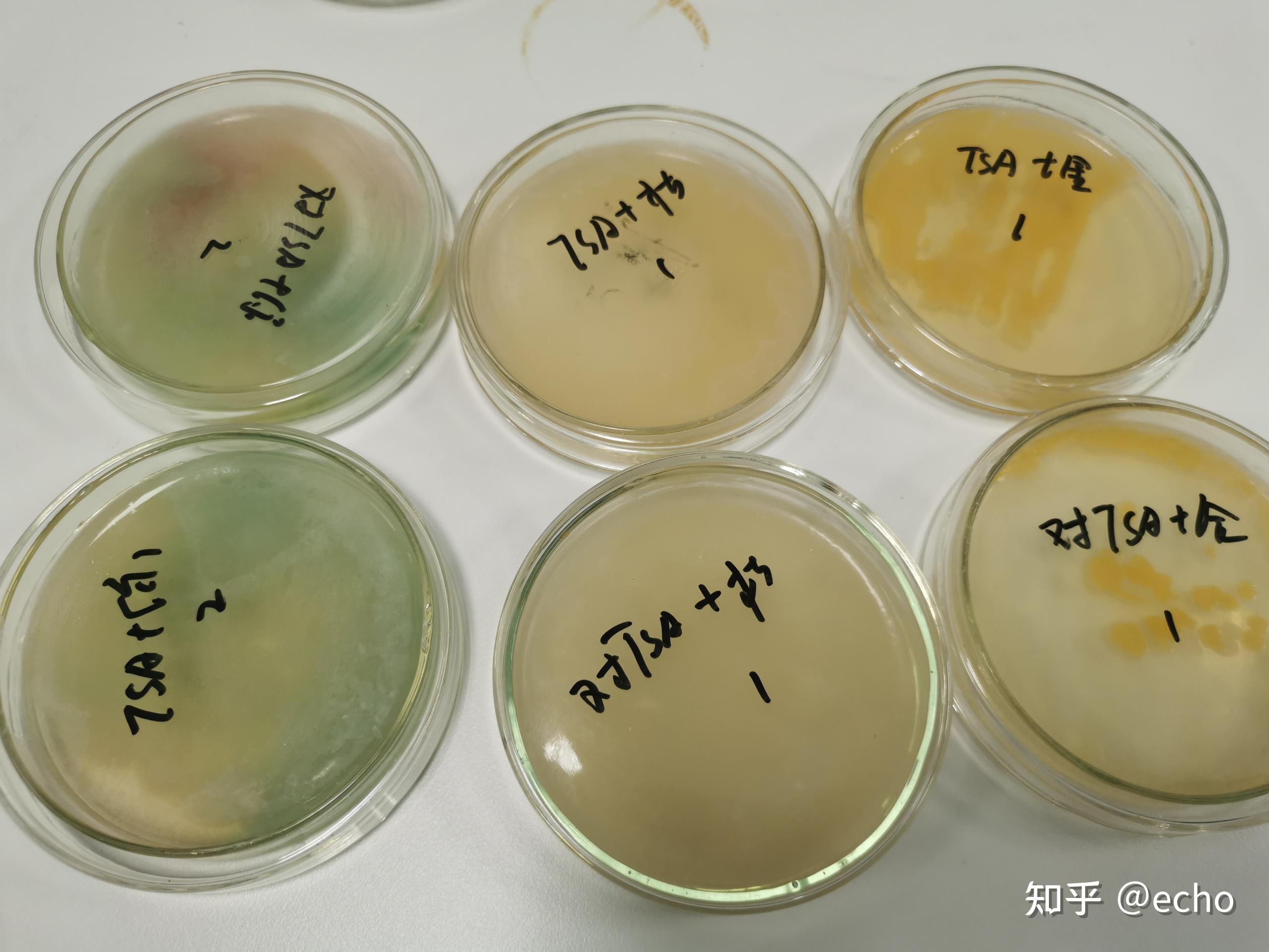 稀释涂布平板法微生物图片