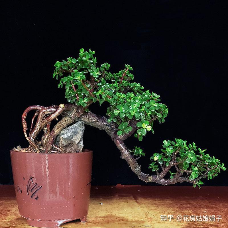 养金枝玉叶要勤快些，掌握这4个方面的技巧，快速养成高颜值盆景 - 知乎