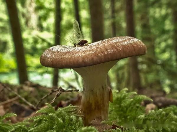 【真菌界全系列-29】伞菌目—铆钉菇科 - 知乎