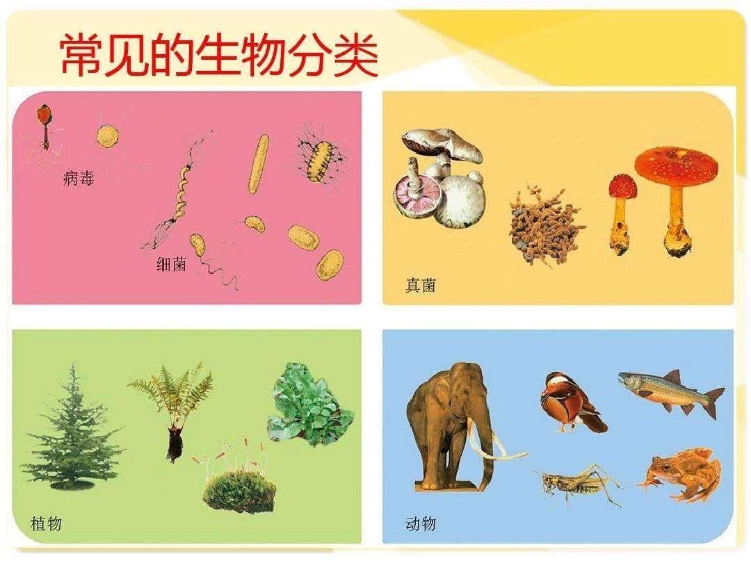 把生物界分成了原核生物界、原生生物界、真菌界、植物界和动物界五界。