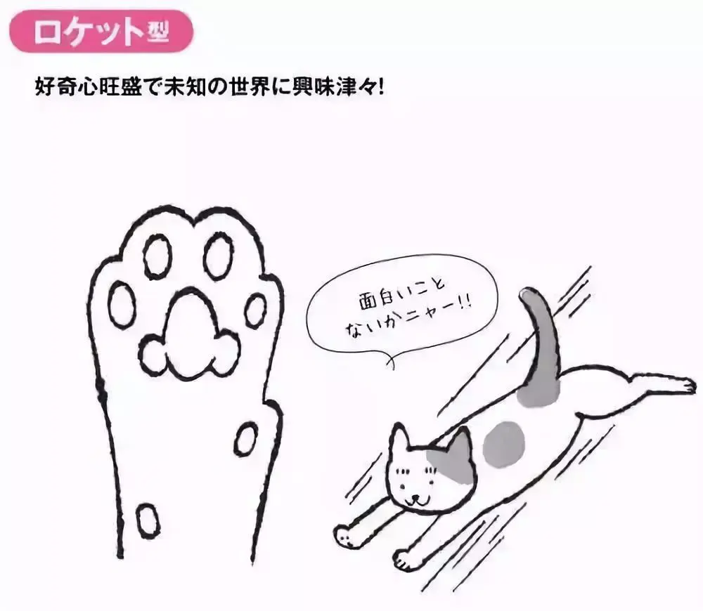 猫也能看手相5种肉垫对应5种性格你的猫是哪一款