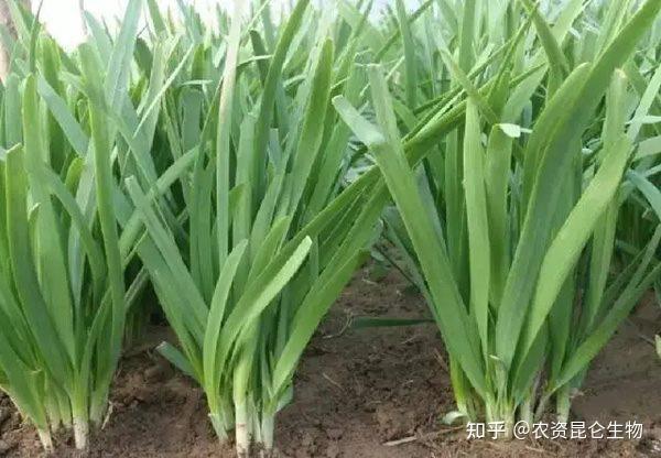 韭菜種植預防病蟲害的有效措施韭菜防病抗線蟲如何管理