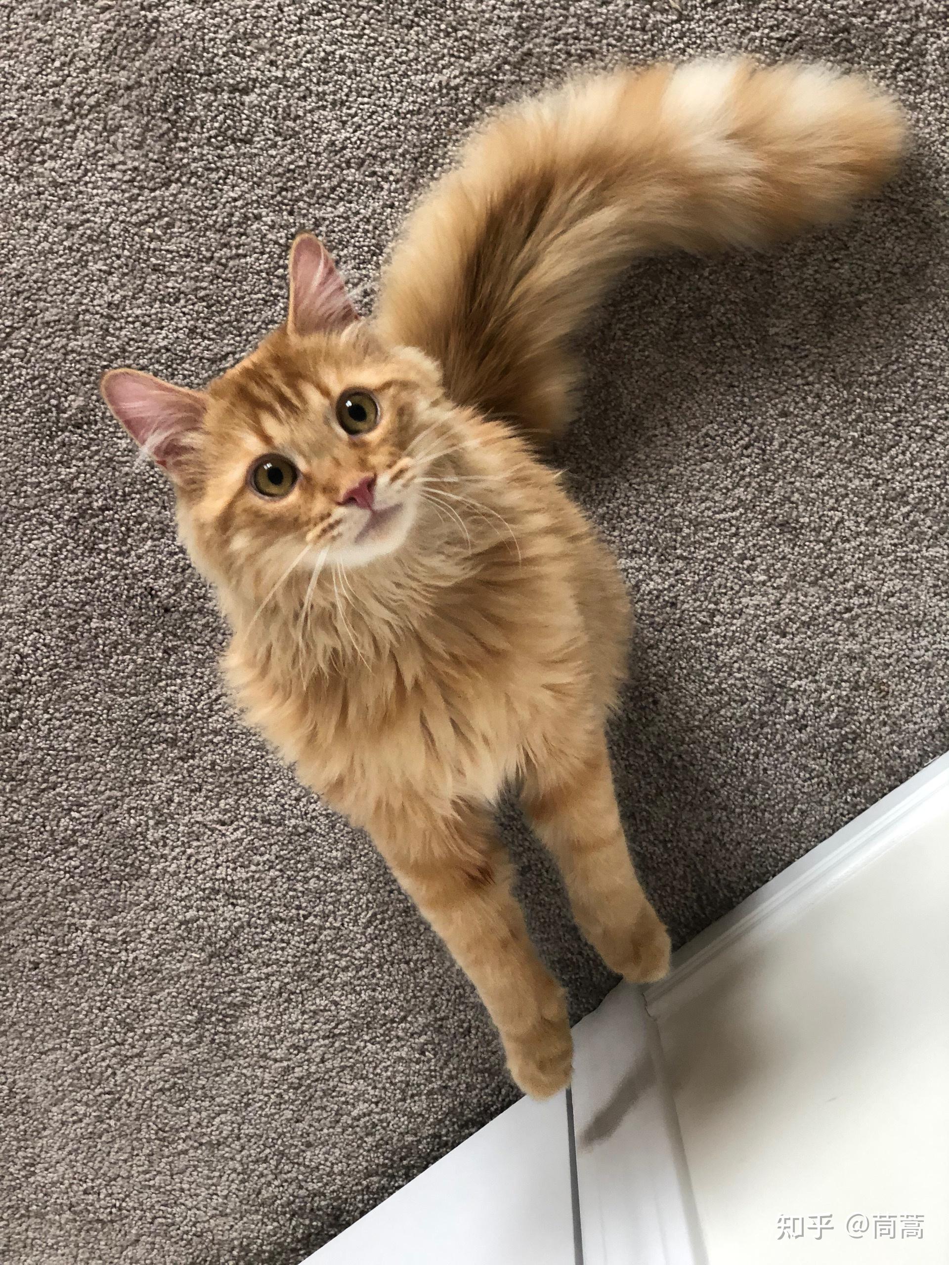 你们见过长毛橘猫吗都有什么品种