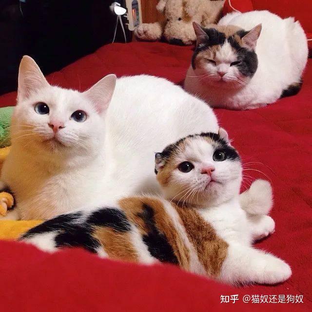 原来“三花猫”有这些优点,养过的人都上瘾,想戒掉很难