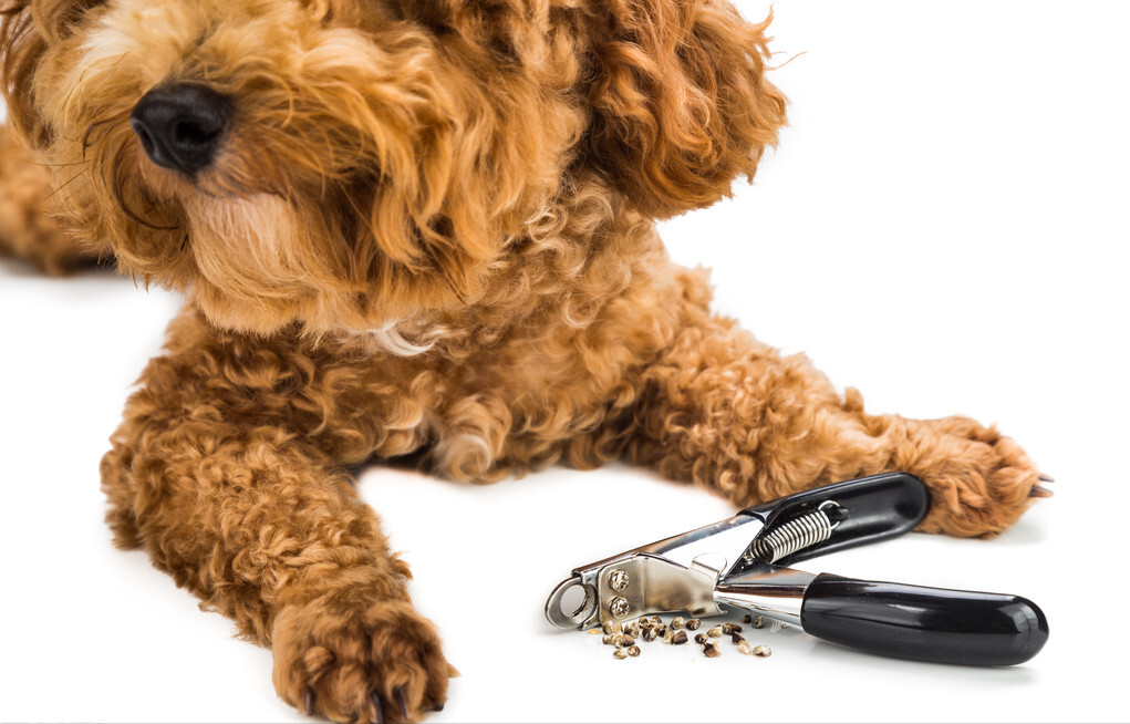 狗为啥不喜欢盖被子 v2-8c03526211a9e3a5fc7c52fa1d02415c_r.jpg