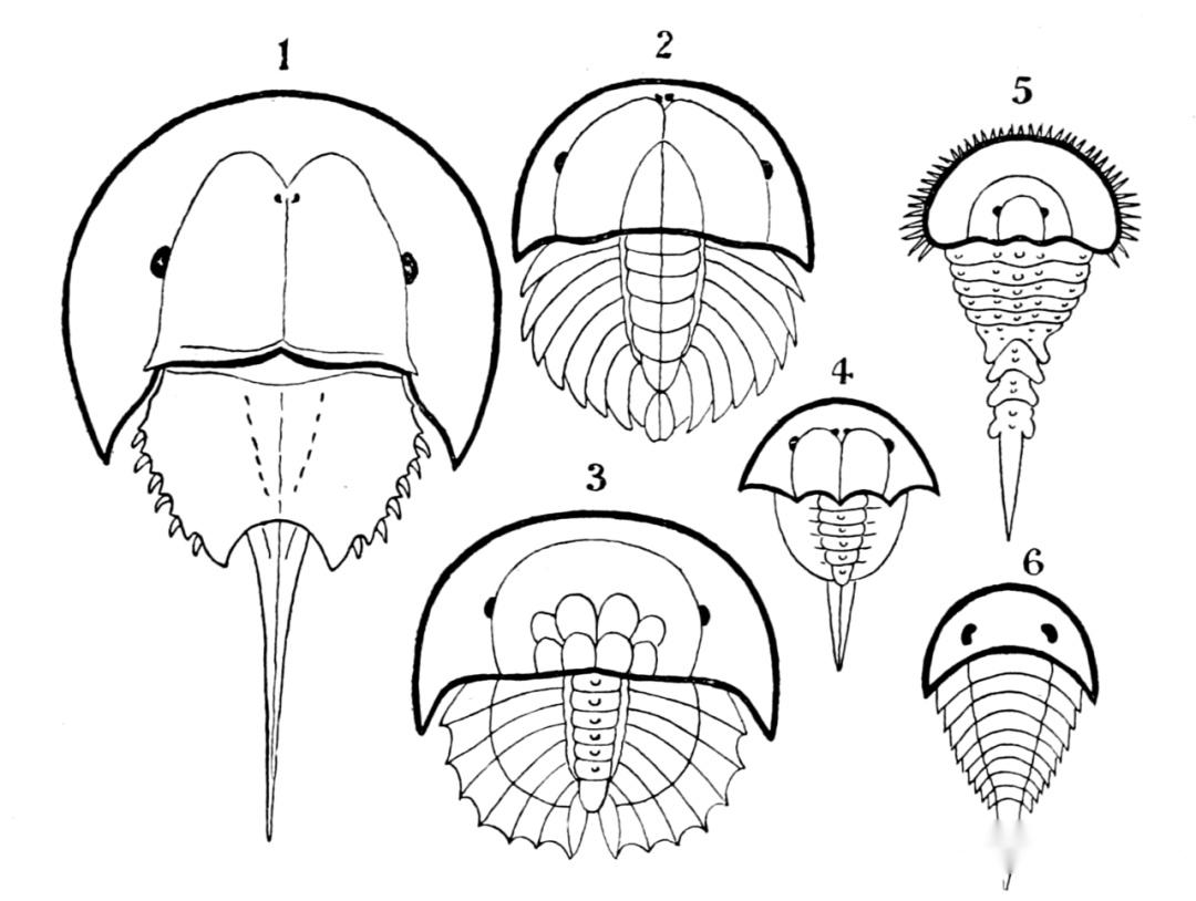 【动物界全系列】肢口纲—剑尾目