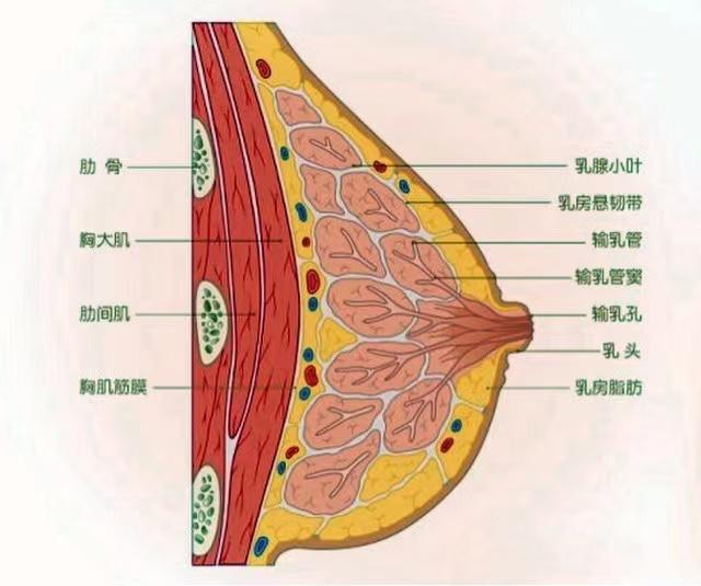青春期少女该如何面对乳房发育的羞涩? - 知乎