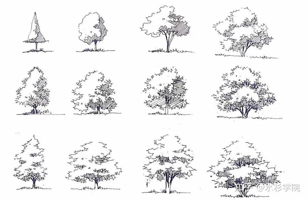 【水杉学院】快题中的植物设计(1)-基础表现 - 知乎