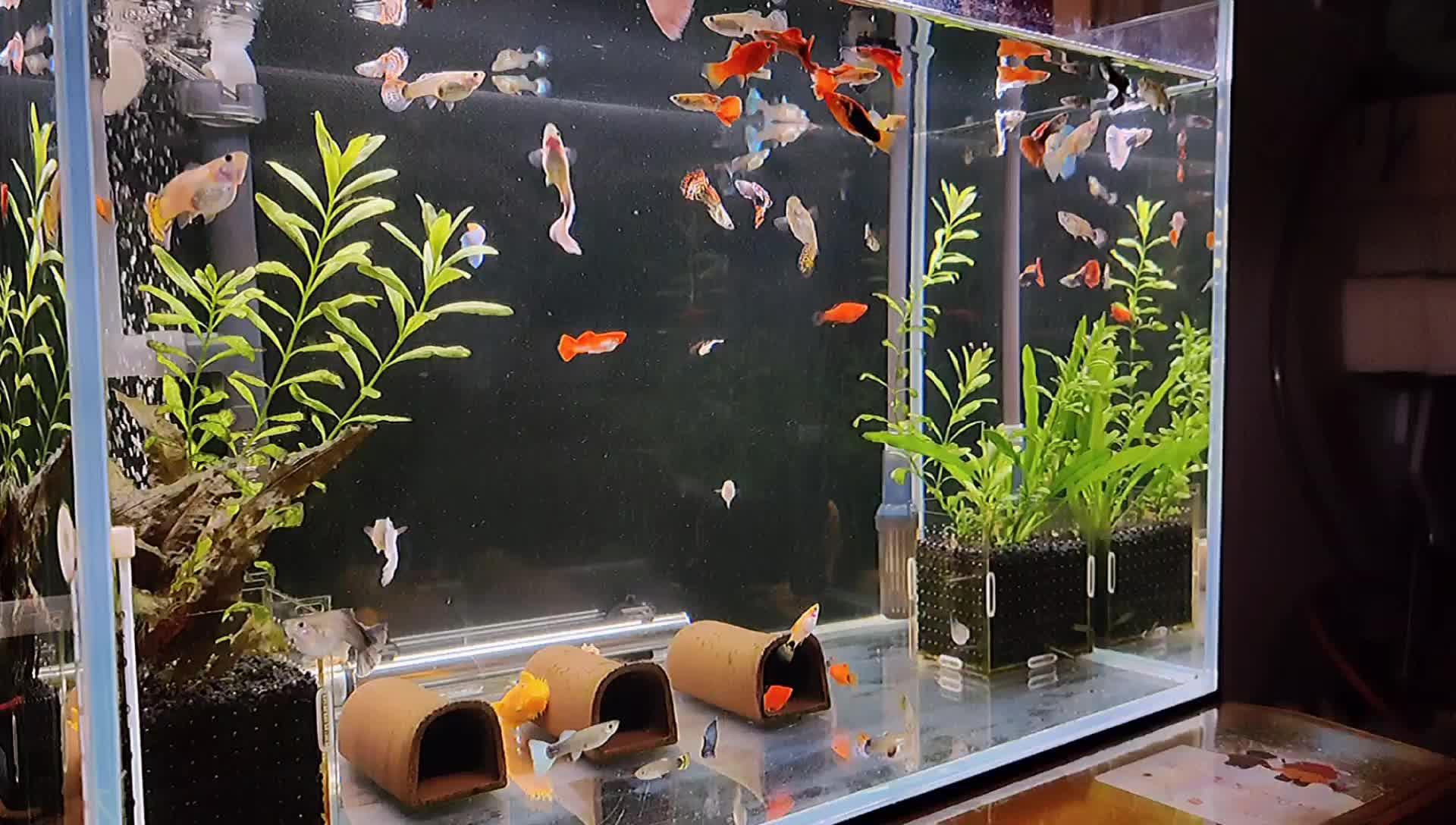 小鱼缸养小鱼每天喂鱼时正是观赏鱼的好时机