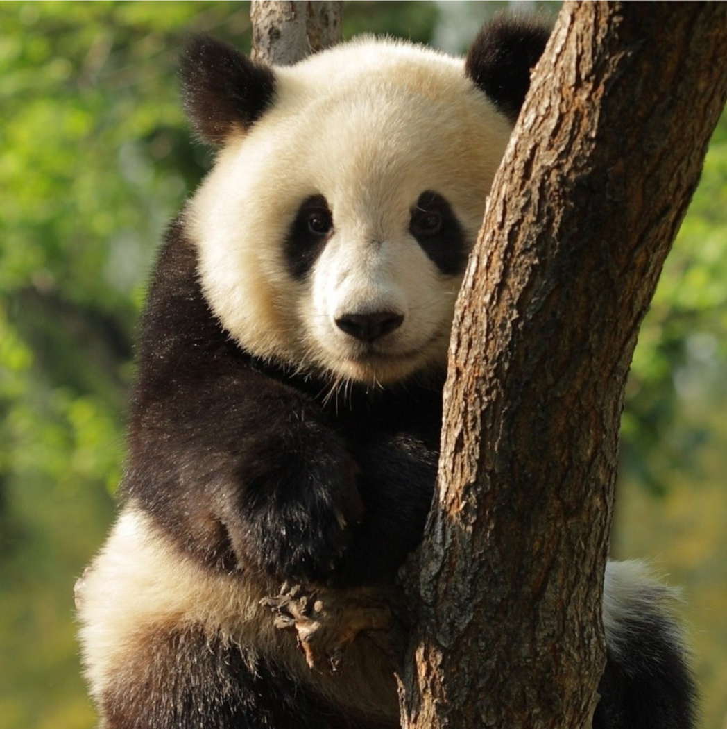 有可爱的熊猫头像吗