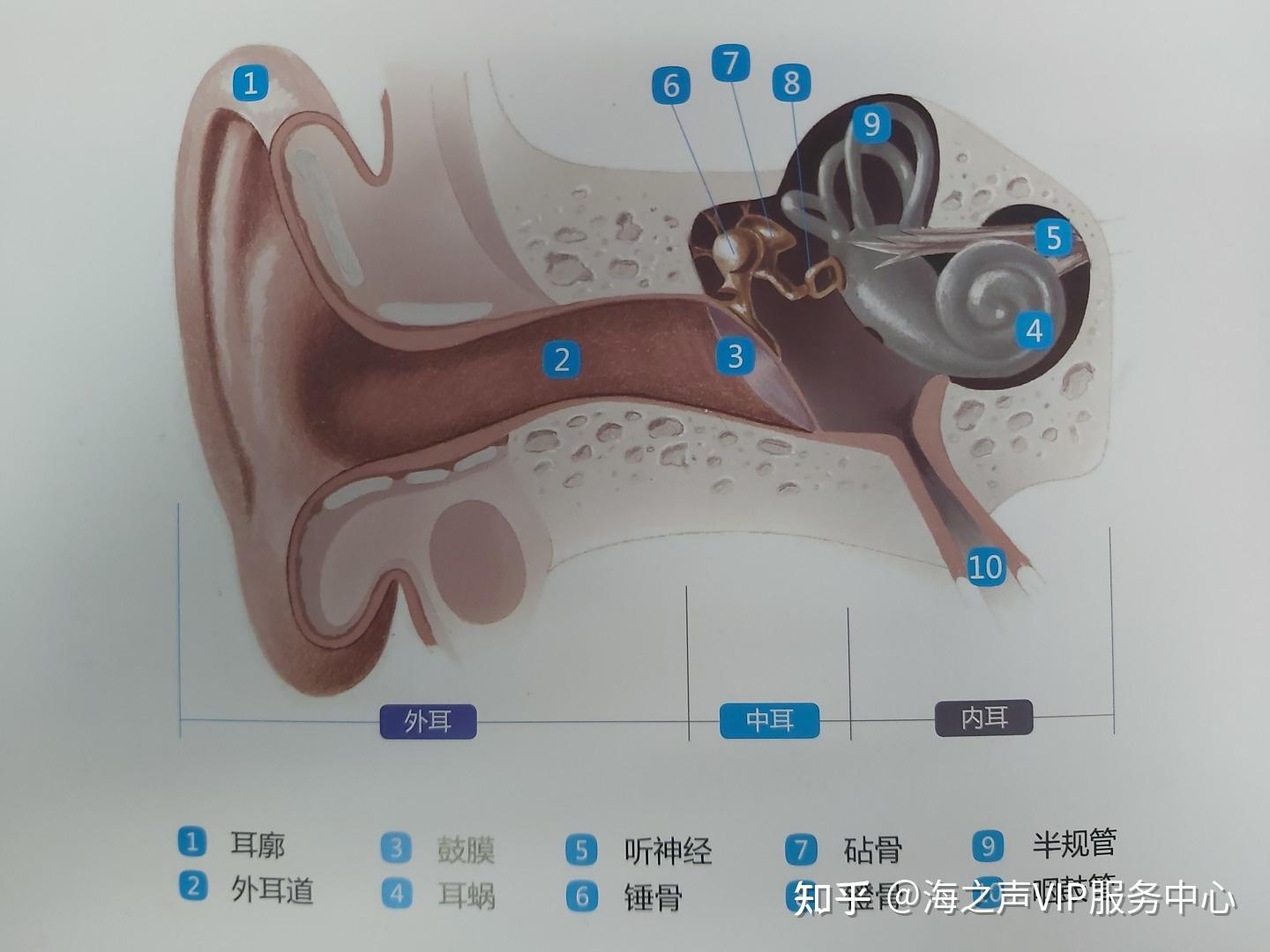 耳朵代表的器官图,耳朵五六腑的图,耳朵和五图片_大山谷图库