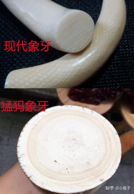 猛犸牙和现代象牙有什么区别? - 知乎