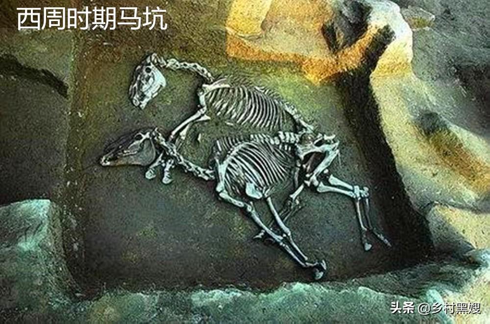 畜牧业在以前是什么样子?一口气带你搞懂古代畜牧业 - 知乎
