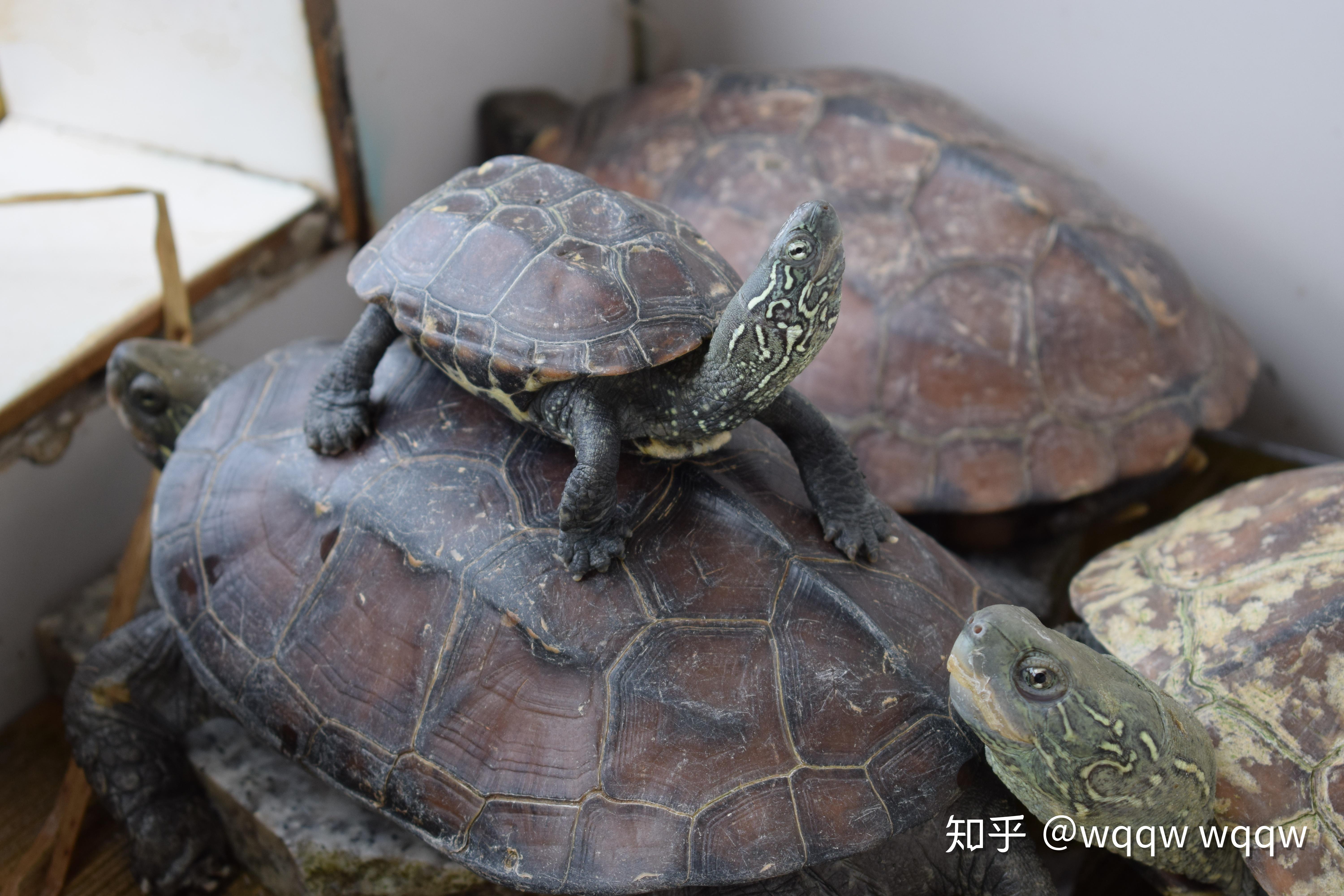 常见家庭半水龟大全，各种种类的乌龟饲养方法 - 哔哩哔哩