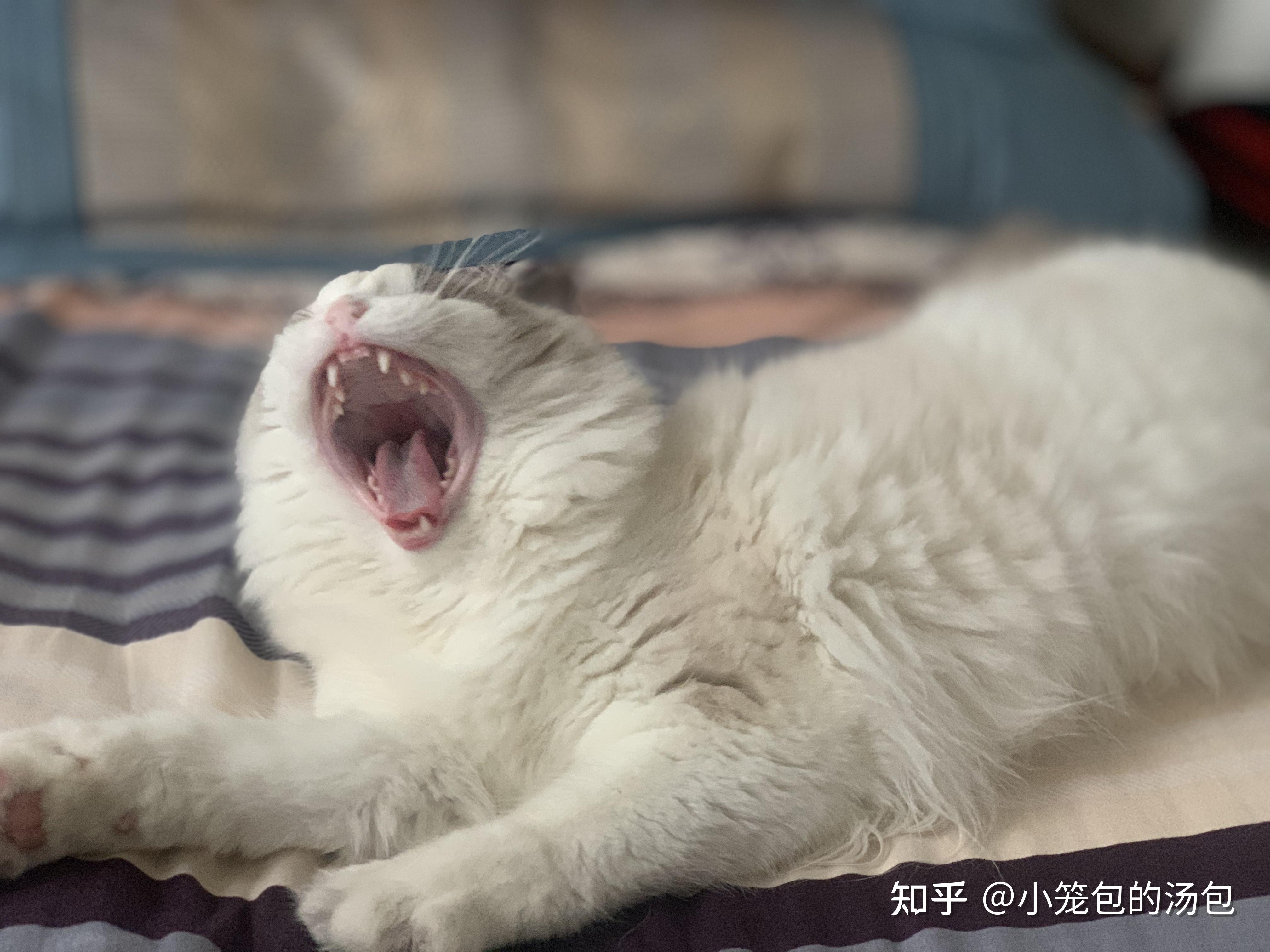 纯种大丽丽血布偶母猫求配偶