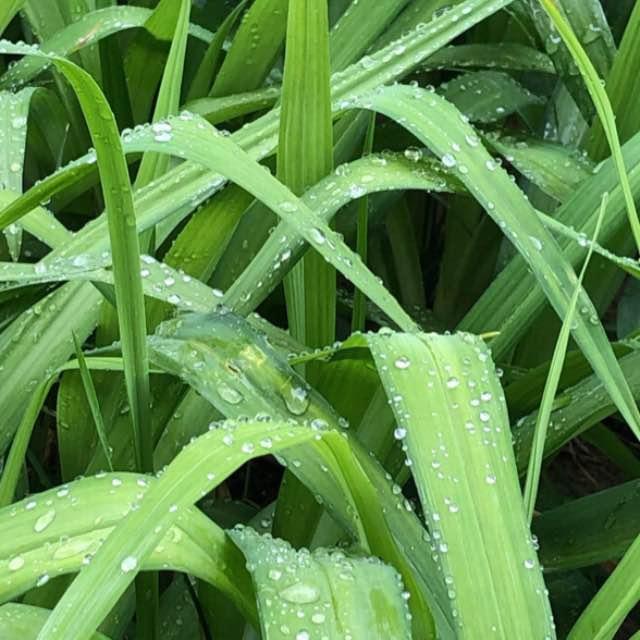 如何理解马孔多在下雨这句话？