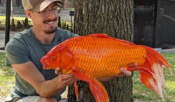 放生金鱼入侵全球 在美国长到橄榄球大 中国吃货 这忙没法帮了 知乎