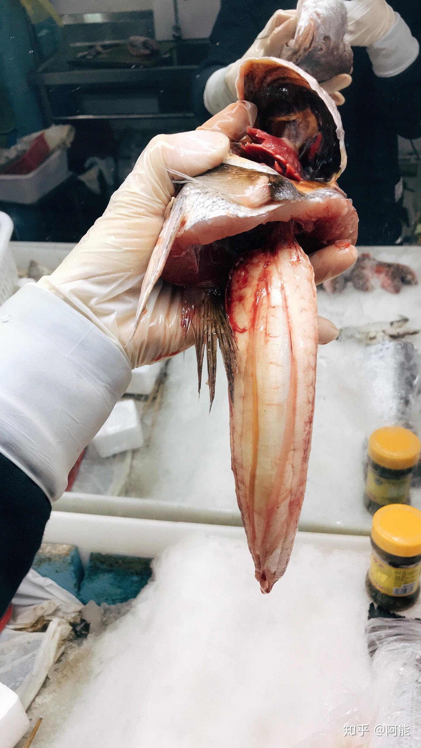 见过新鲜的野生大米鱼胶吗?