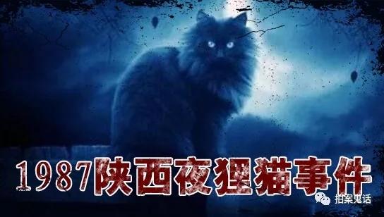 87年陕西村庄消失真相如何夜狸猫事件是军队机密或特务作怪