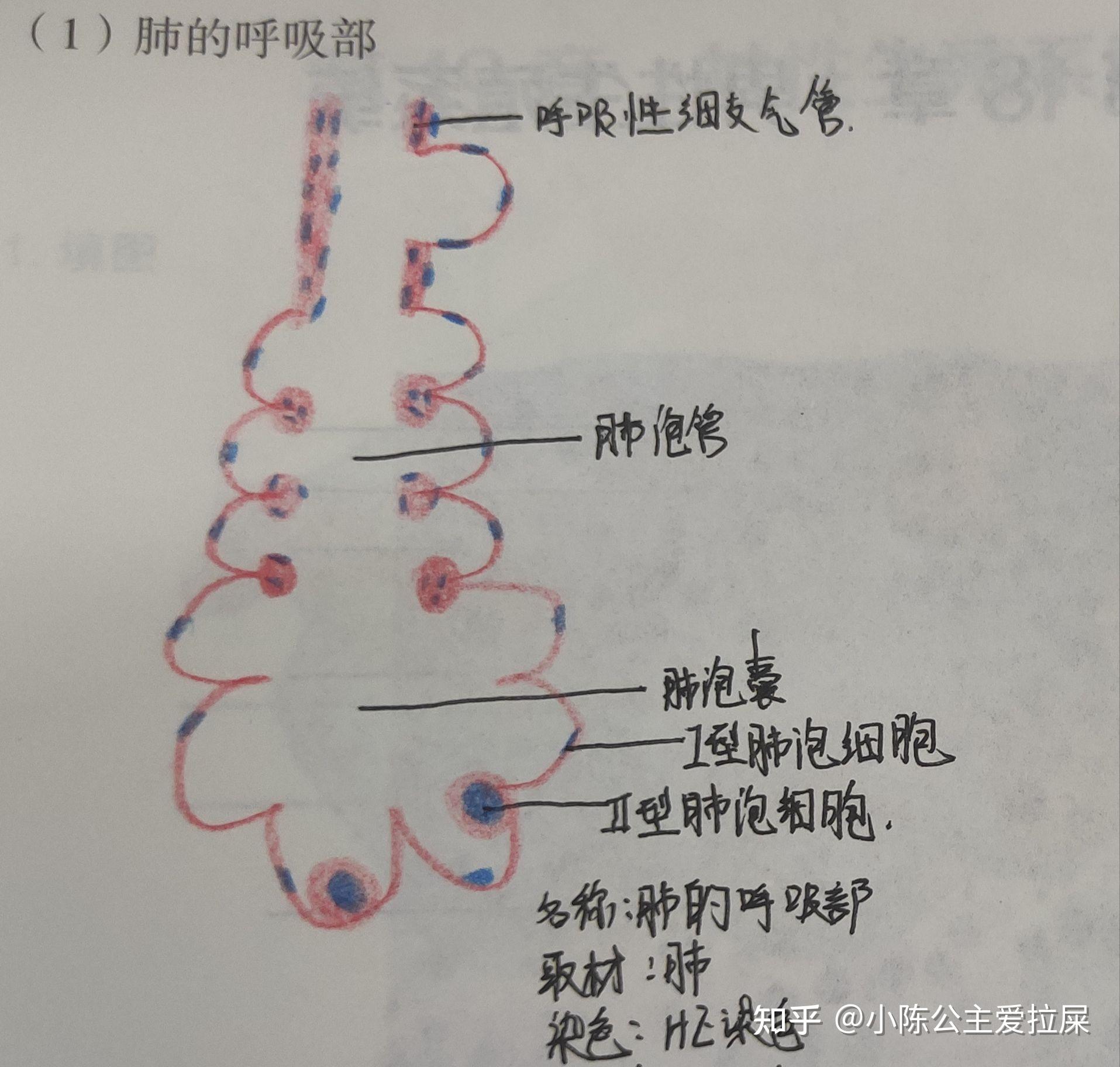 肺脓肿红蓝铅笔手绘图图片