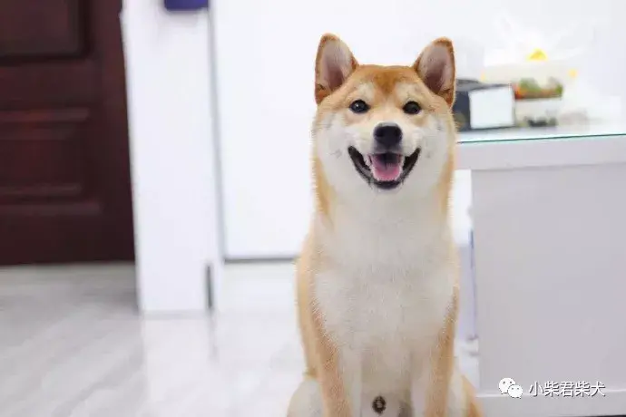 土狗幼犬和柴犬對比