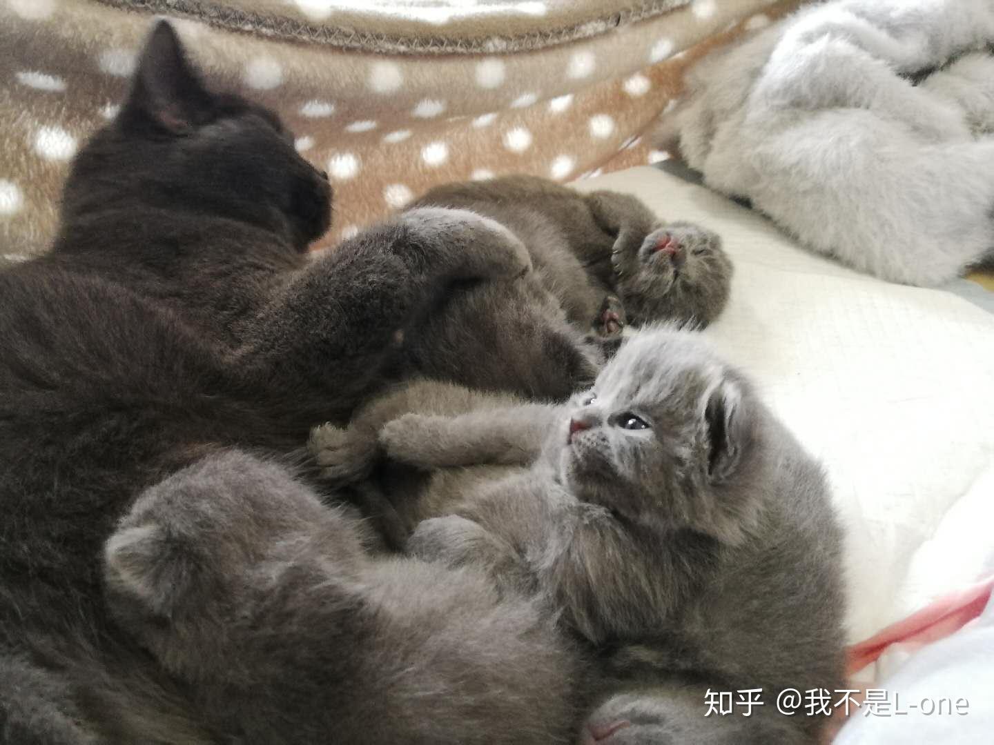小猫爬到主人怀里 v2-8c408d6994620d4368553ad7c2e8bdcc_r.jpg