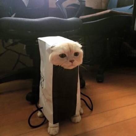 有多少液体猫会被卡住 知乎 有多少液体猫会被卡住 知乎
