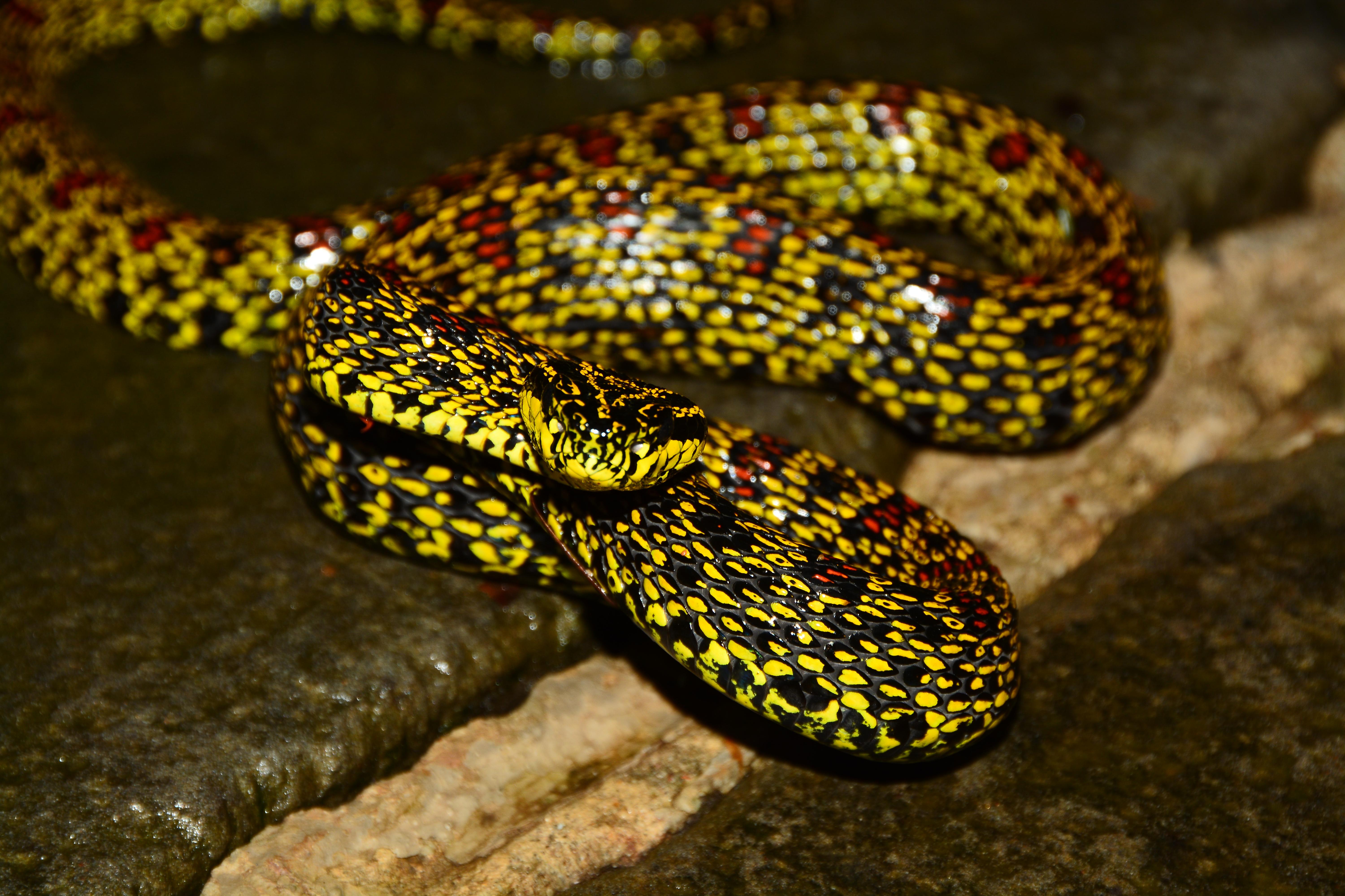 菜花原矛头蝮的毒牙(友人协助拍摄)&amp;amp;amp;amp;amp;lt;br&
