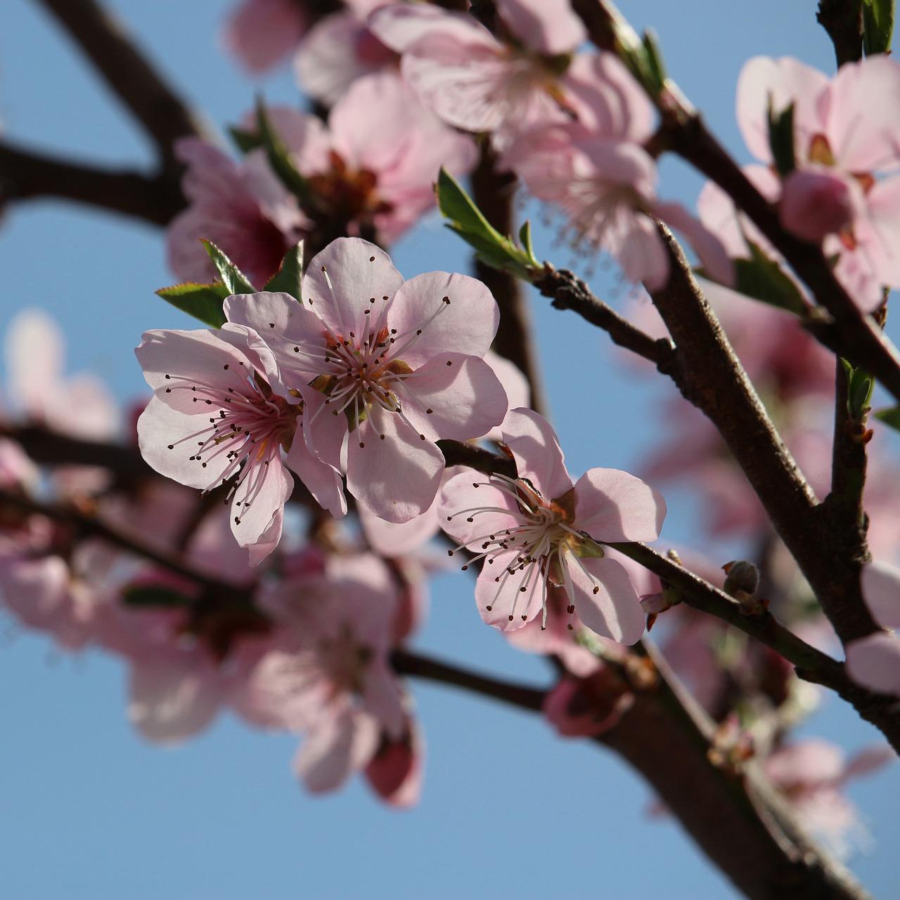 桃树的叶子长什么样
