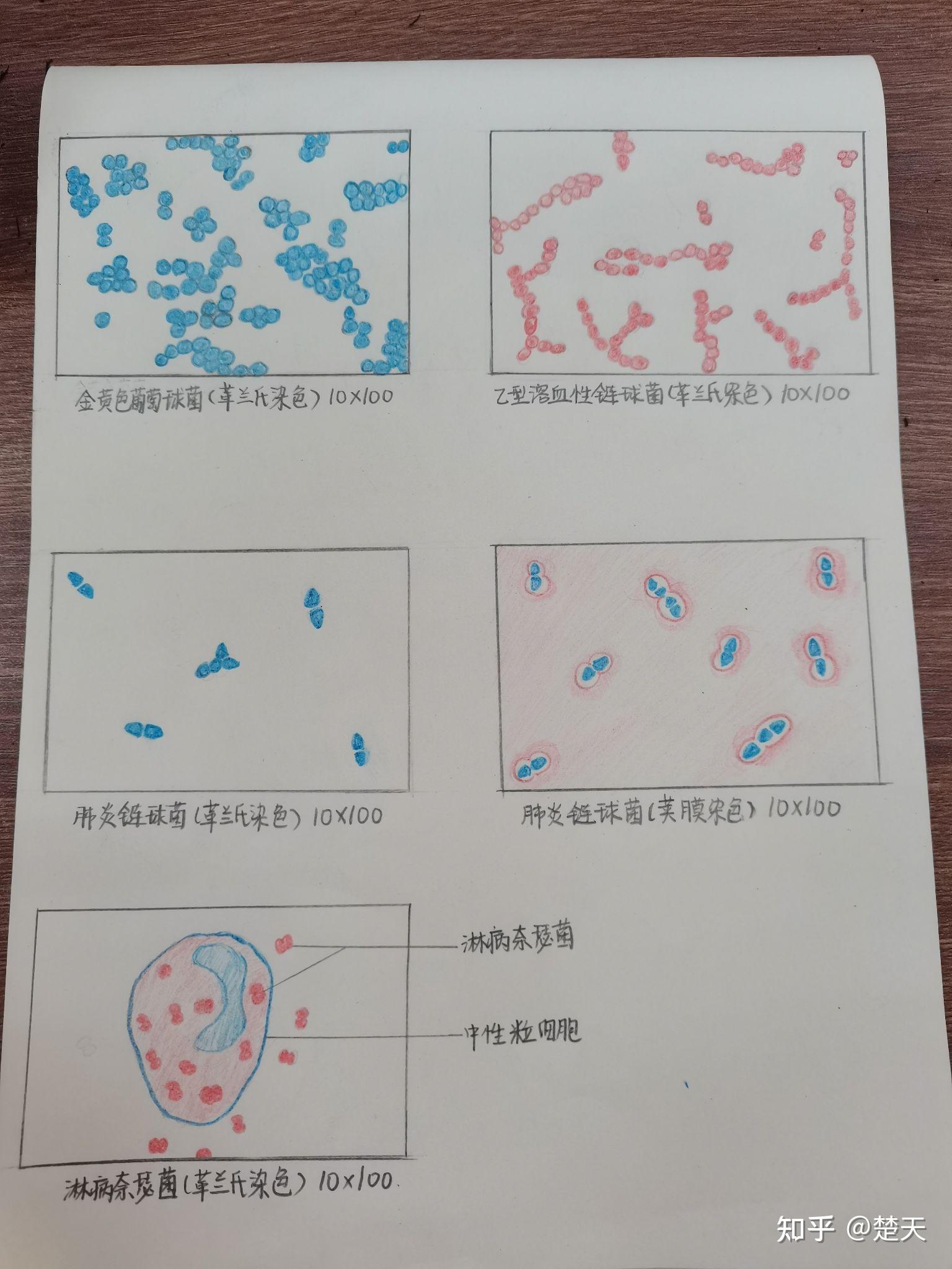藤黄八叠球菌手绘图片