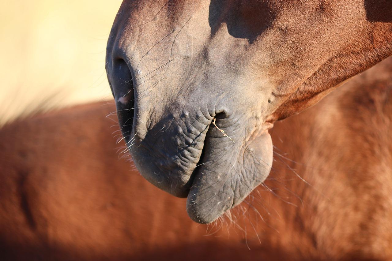 骆驼的可爱模样