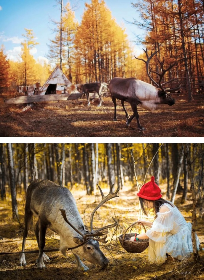 喂养驯鹿林深时见鹿,梦醒时见你.