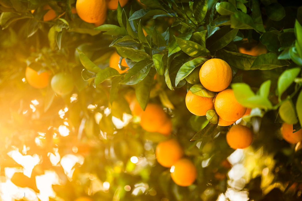 Orange 竟然不是 橘子 感觉这么多年英语白学了 知乎 Orange 竟然不是 橘子 感觉这么多年英语白学了 知乎
