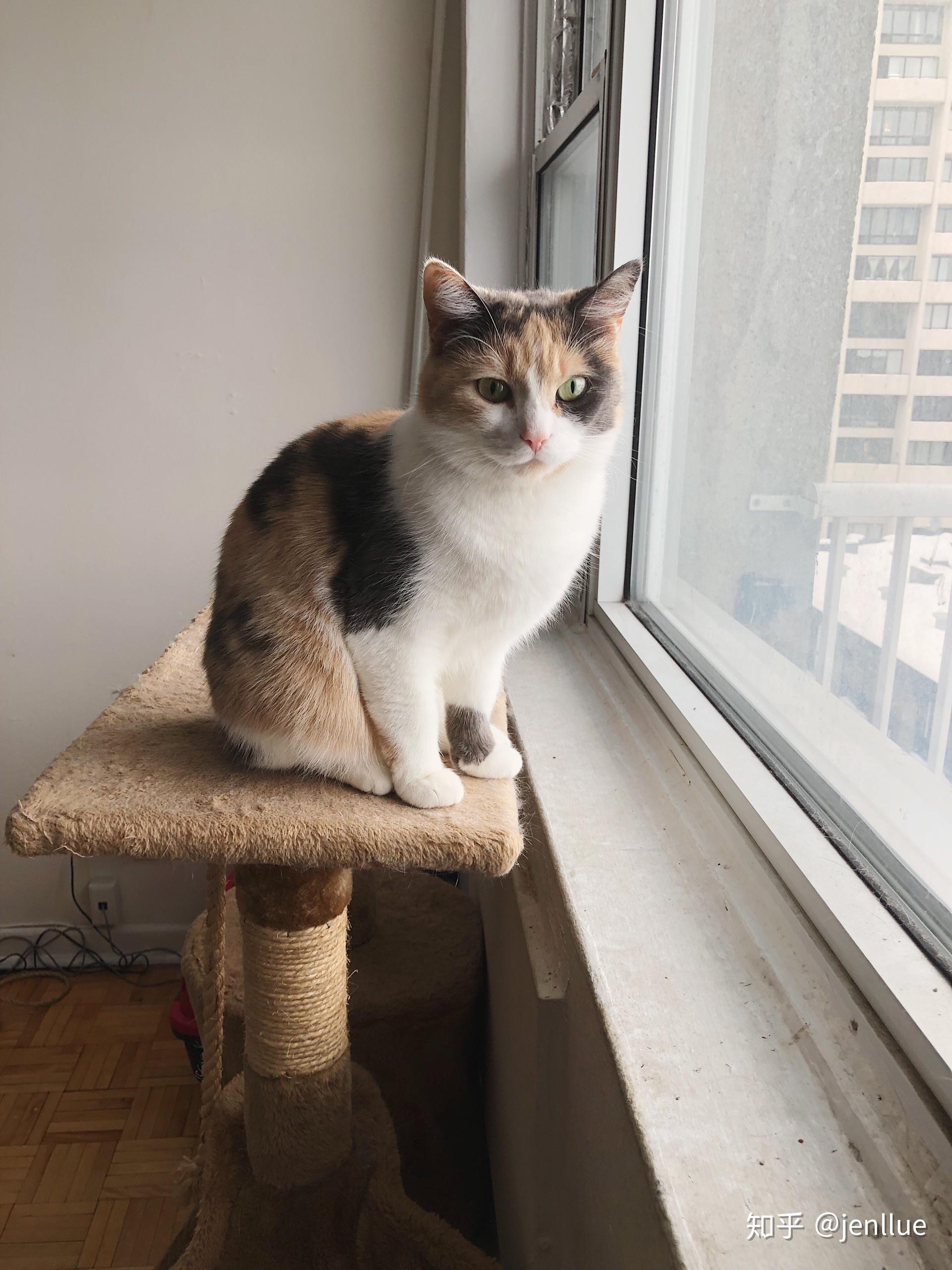 最好看的三花猫长什么样子