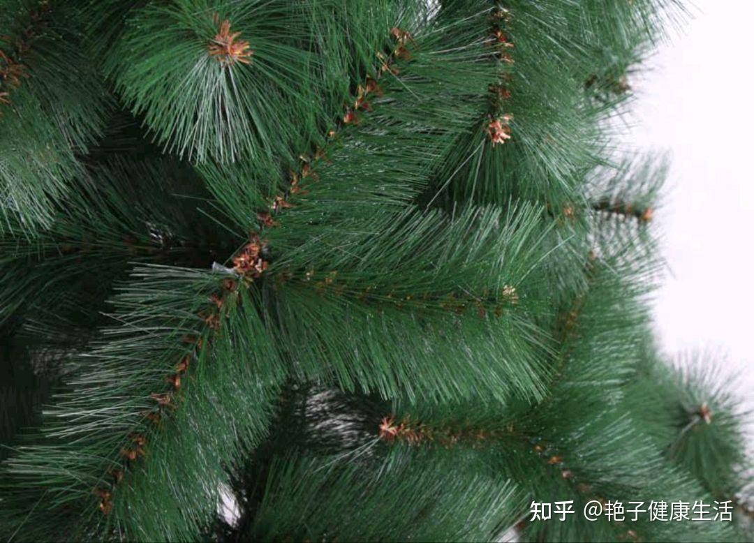 农村人当柴火烧的松针,用来煮水喝有多种功效,但有2点要注意 - 知乎