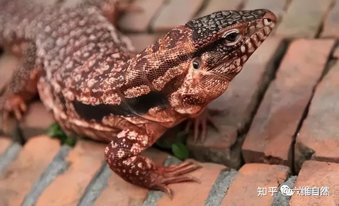 宁夏一工地闯入凶猛大蜥蜴