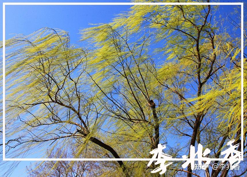 描写春风的句子,唯美暖意,轻轻地吹向大地! - 知乎