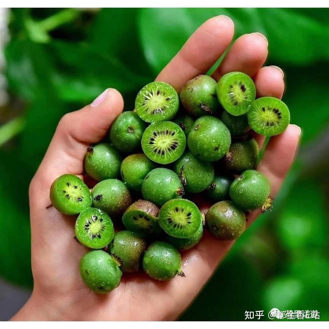 在这些荷兰水果还没成为网红之前你一定要试一次