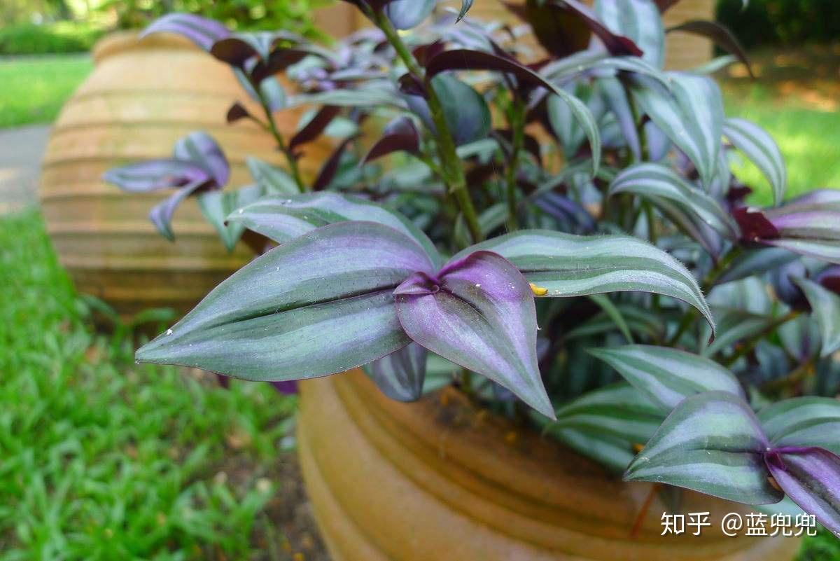 长得好的吊竹梅需要满足哪些条件其实很简单新手也能做到