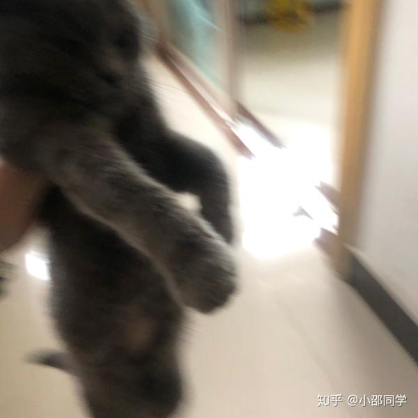 猫传腹一点都不难治我家猫干性传腹那么严重都挺过来了所以说你们也别 