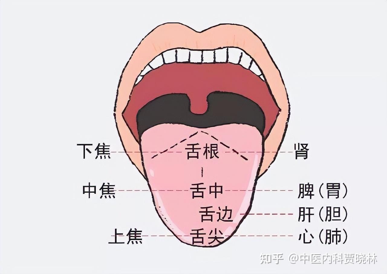 ”观舌象辨健康“第8讲--舌色辨证诊病之淡白舌 - 知乎