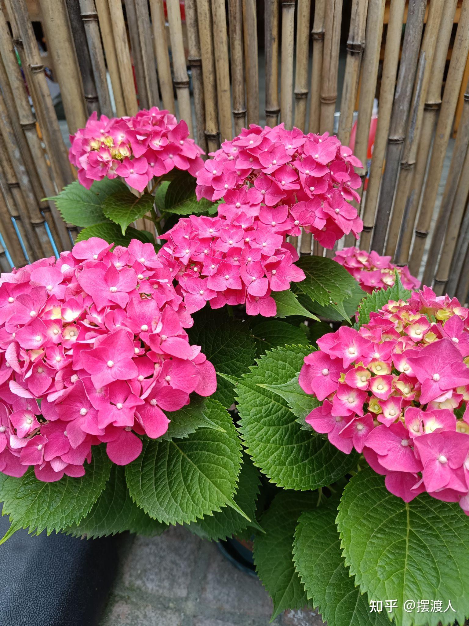 想养花，什么样的花好养，花期还长？ - 知乎