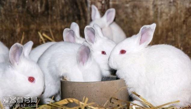 怎么养兔子不会逃跑 v2-8c6b1cc0b7eb3418cfc01cd176abda56_1440w.jpg?source=172ae18b