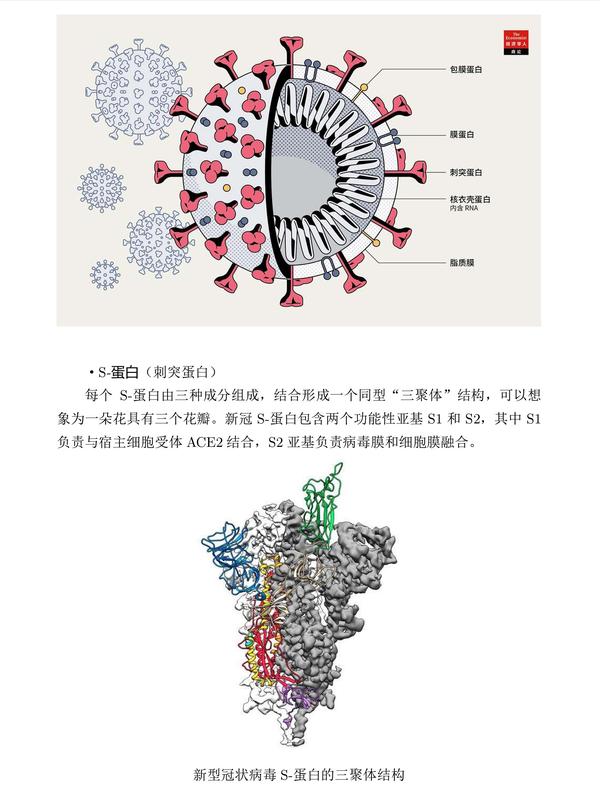 新城疫病毒解剖图片