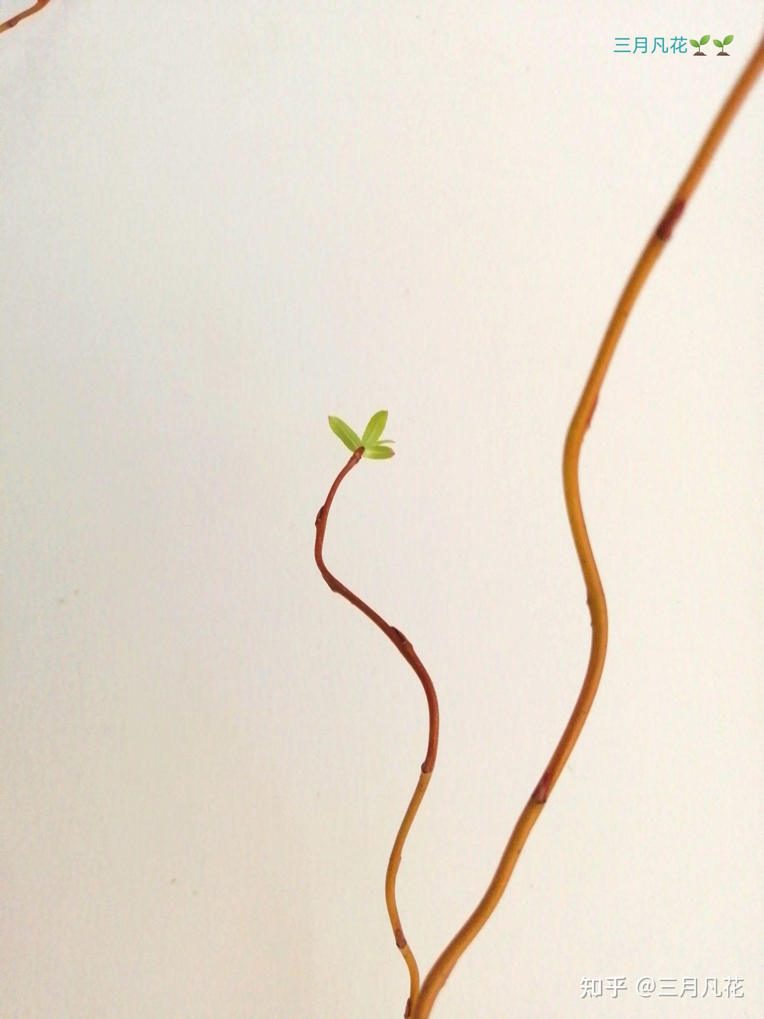 龙柳的水培养护！🌱🌱 - 知乎