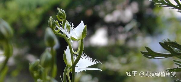做花草批发生意怎么样