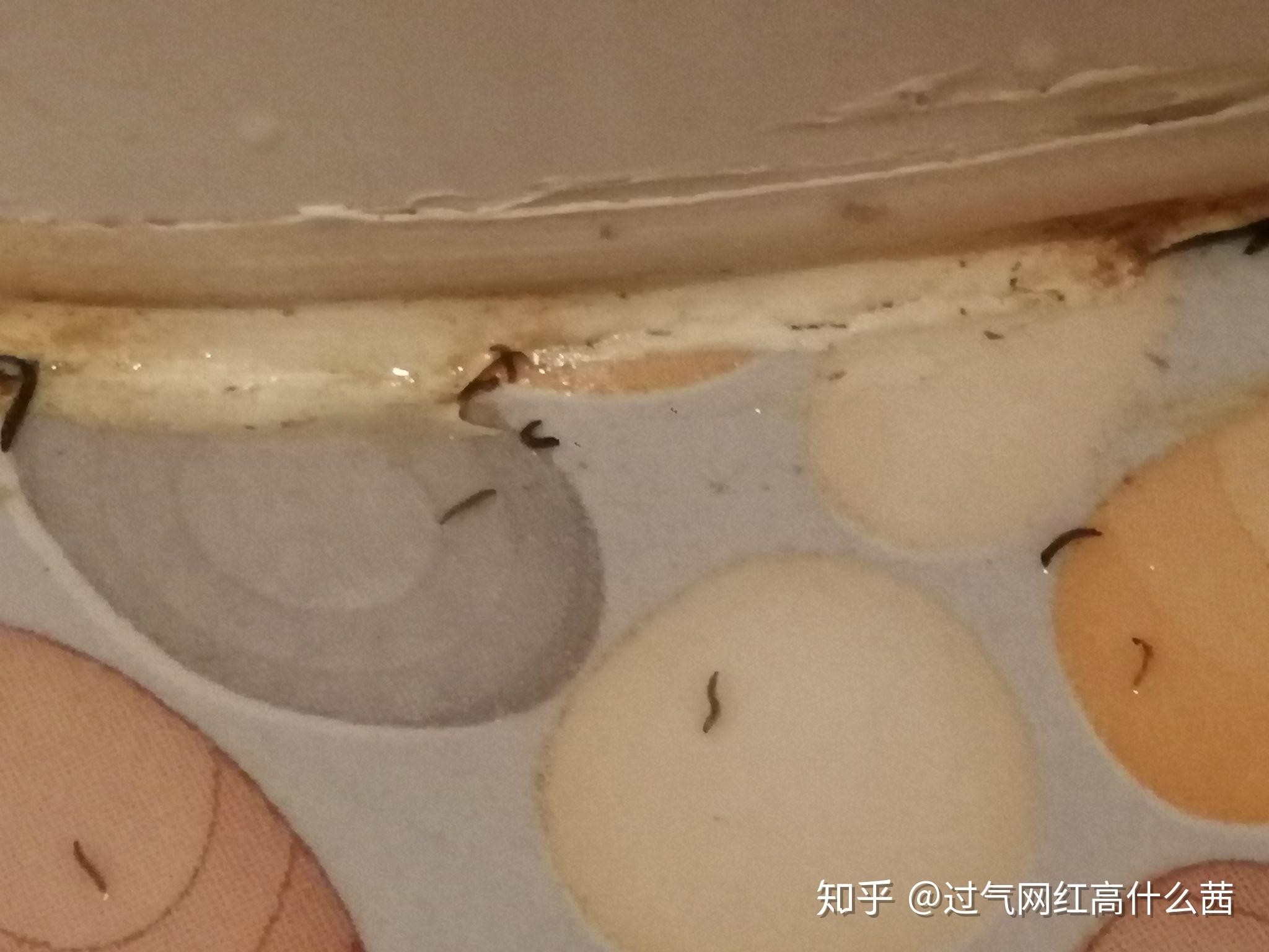 马桶旁边一直出现黑色的小虫子是怎么回事