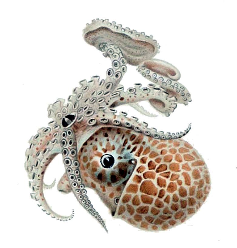 头足纲小传【续】 天亲船魂:船蛸科